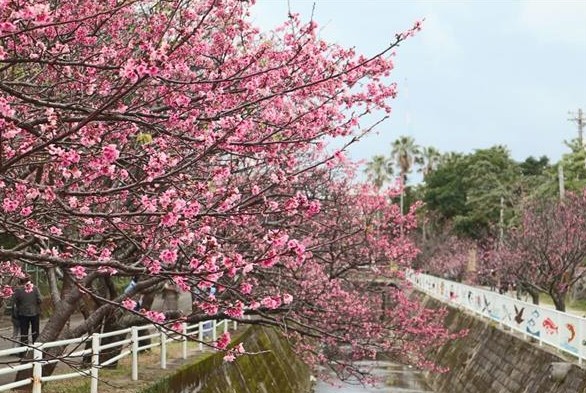 나하요기공원 벚꽃