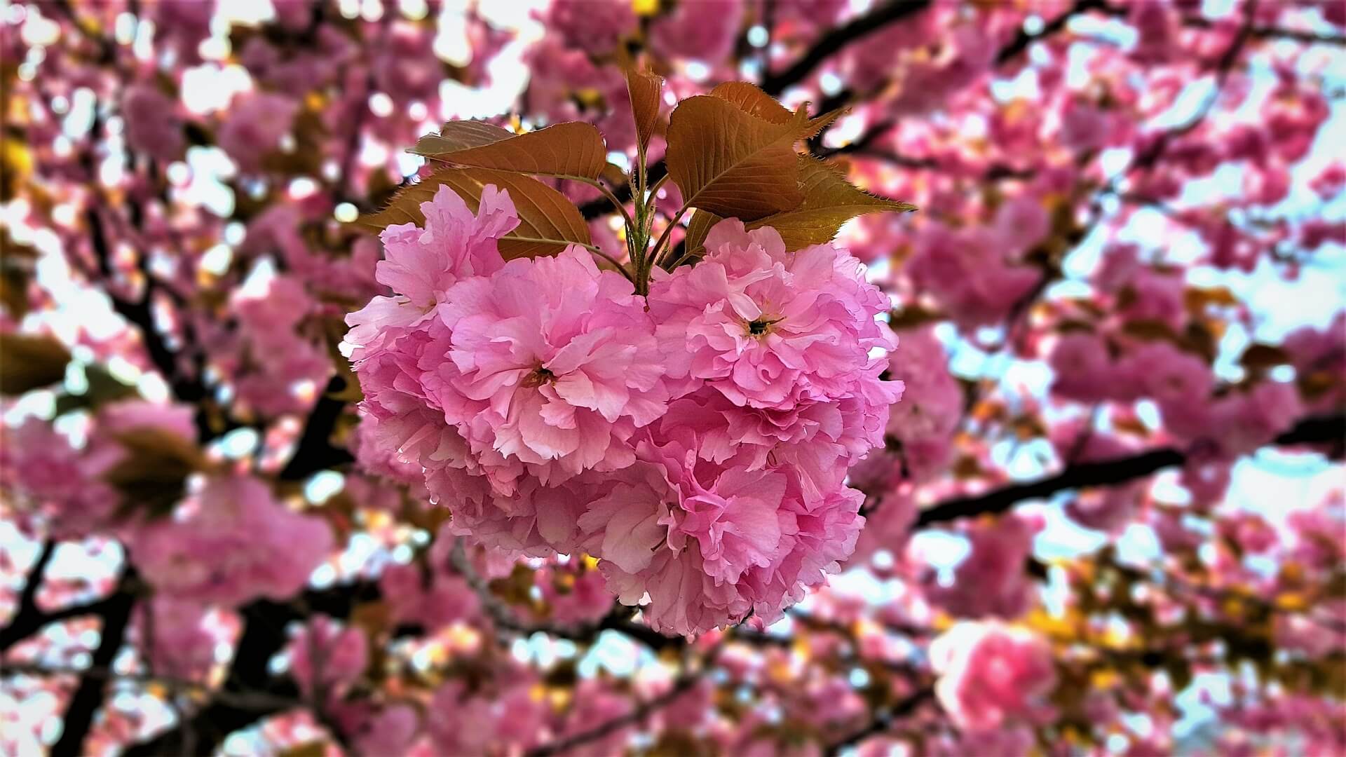 겹벚꽃 명소