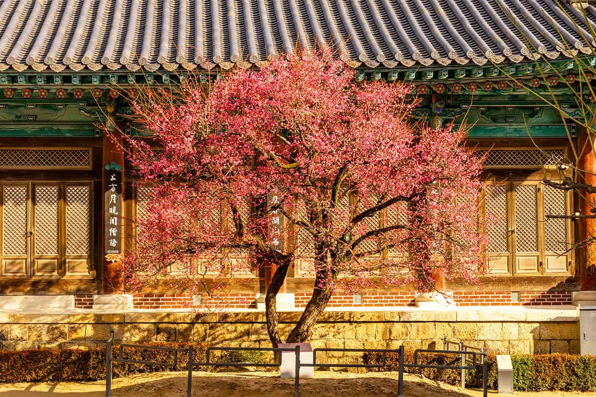 경남 양산 통도사에는 지금 &lsquo;우담바라 꽃이 피었다&rsquo;