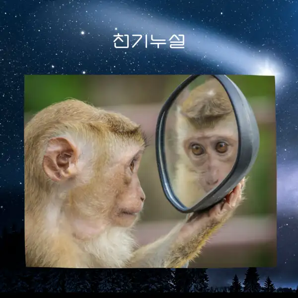 원숭이가 나오는 꿈해몽