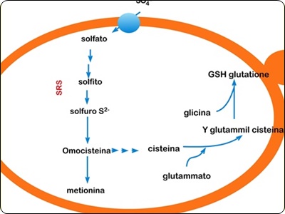 글루타치온 많이든 음식