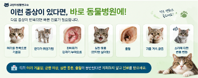 집사가 알려주는 고양이 귀진드기부터 외이염까지 집에서 확인할 수 있는 귀 건강 관리법 귀가 가려운 이유