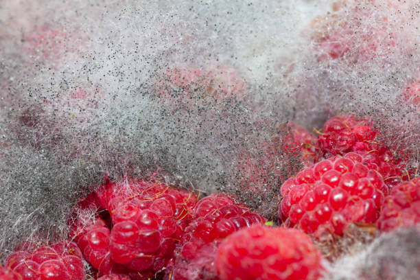 산딸기 효능 14가지&amp;#44; 칼로리&amp;#44; 종류&amp;#44; 재배기간 및 부작용&amp;#39;까지 참고하시기 바랍니다.