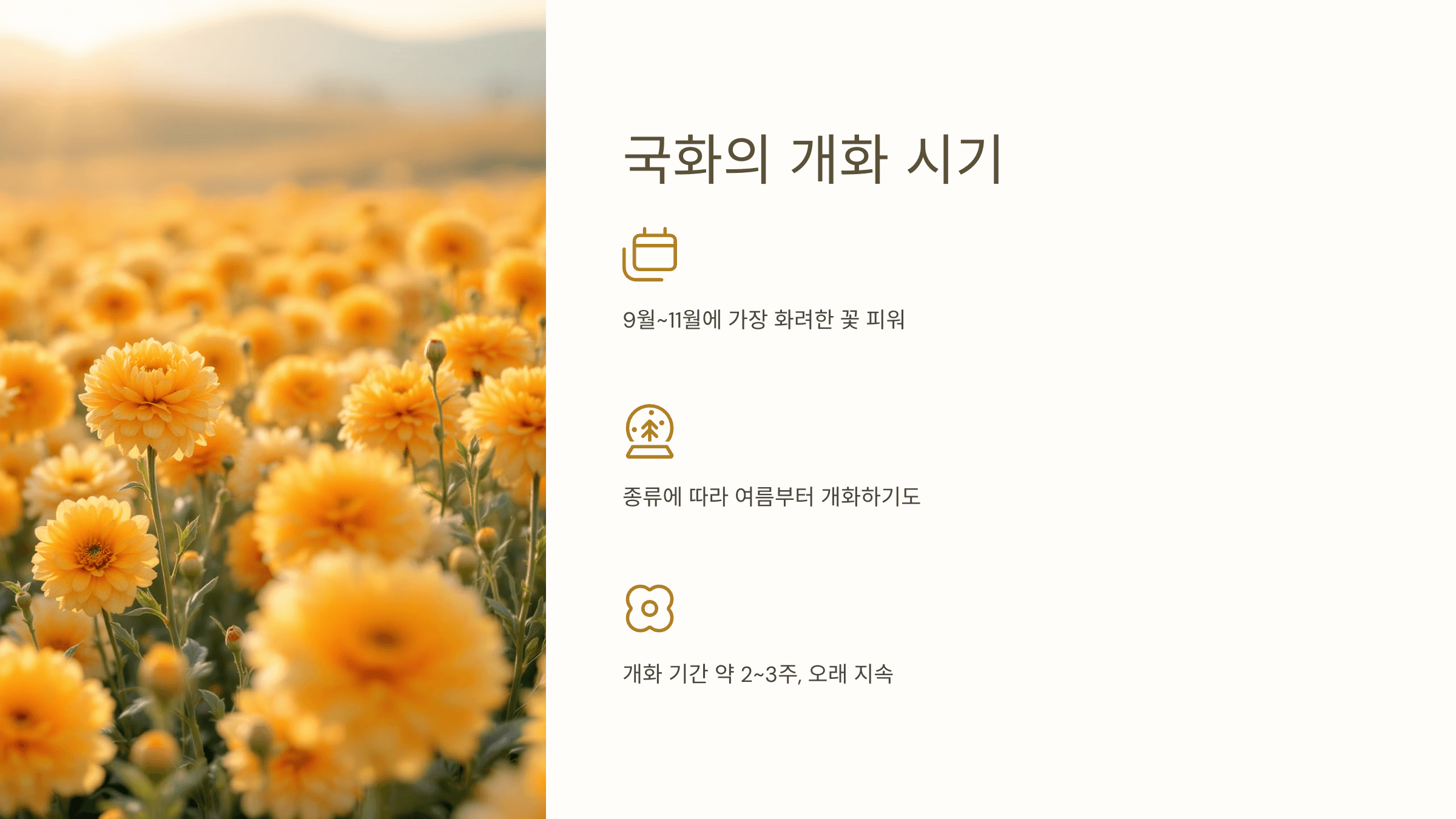 국화꽃과 관련된 사진입니다.