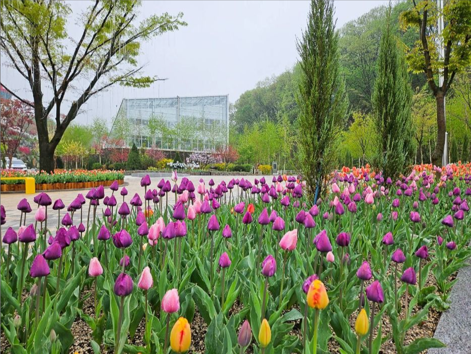 용인 자작나무숲 봄꽃축제 