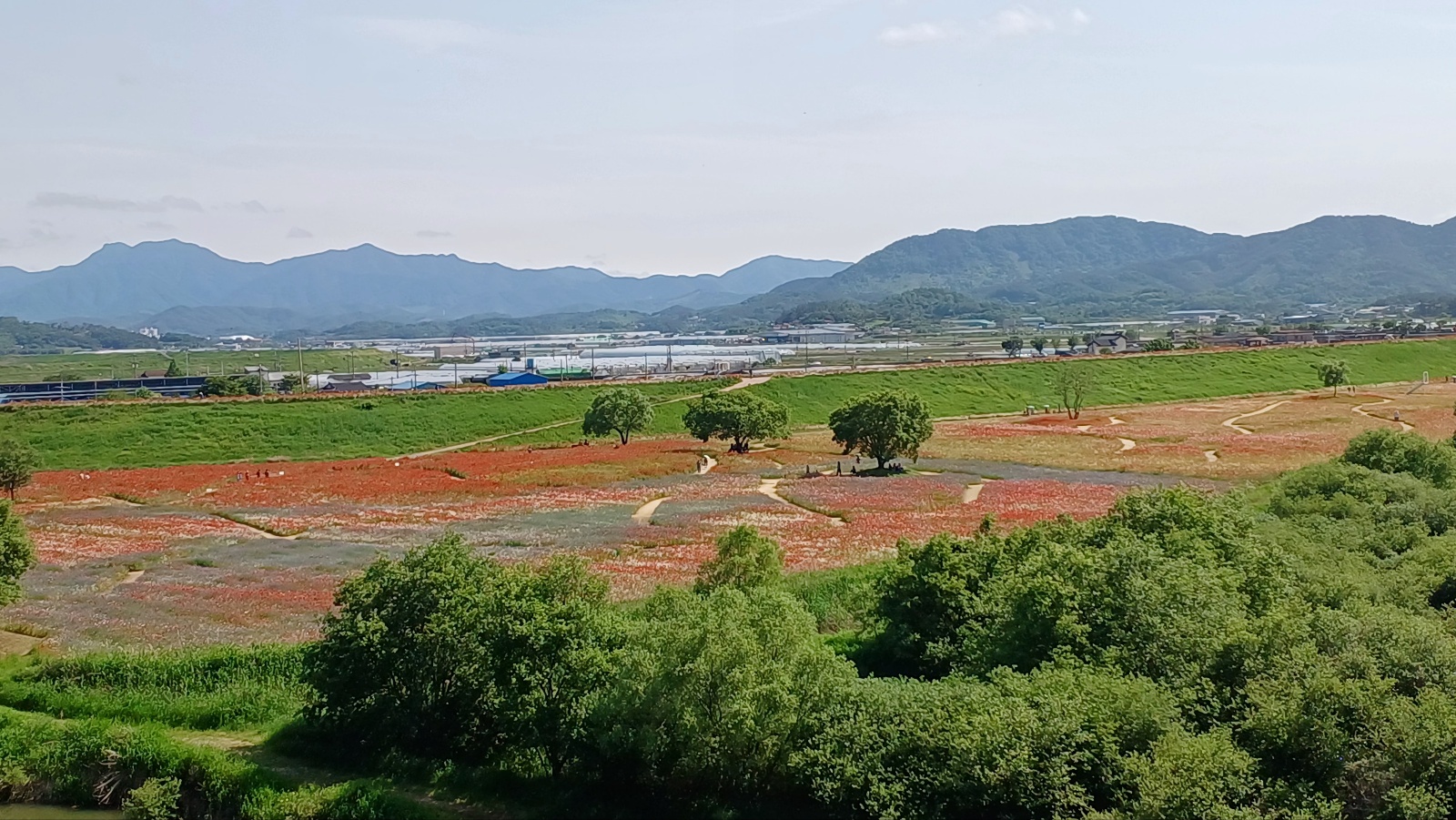 악양 뚝길 꽃단지