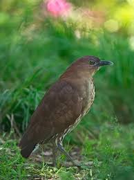 붉은해오라기가 야생에서 관찰되기 어려운 이유