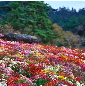 2024 화순 고인돌 가을꽃 축제