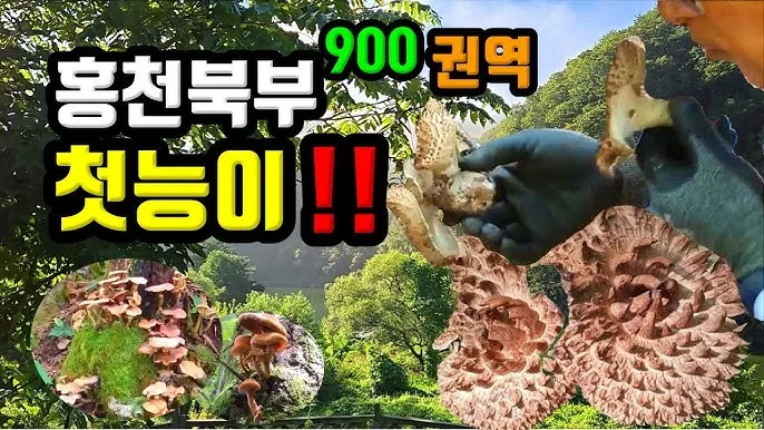 능이버섯 채취시기 산행 정보를 정리_5