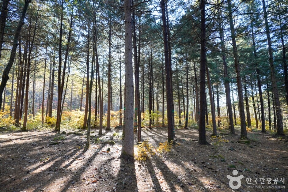 봉화 가볼만한곳 베스트 10