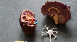 신장이 안좋으면 나타나는 증상