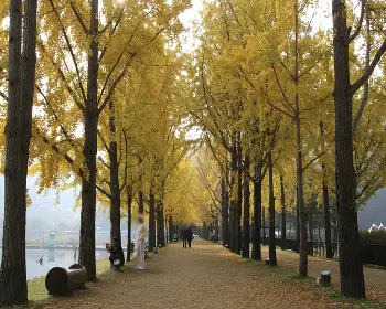 문광저수지 은행나무길_15