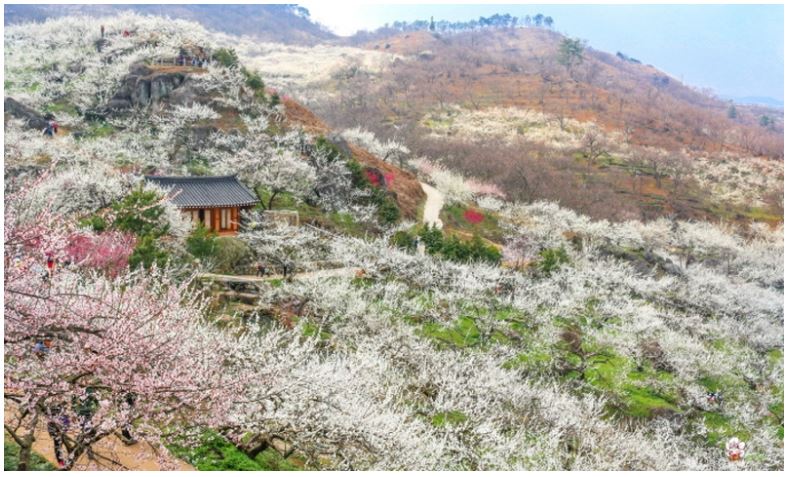 2025 광양매화 축제