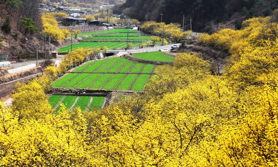 의성 산수유마을 전경2