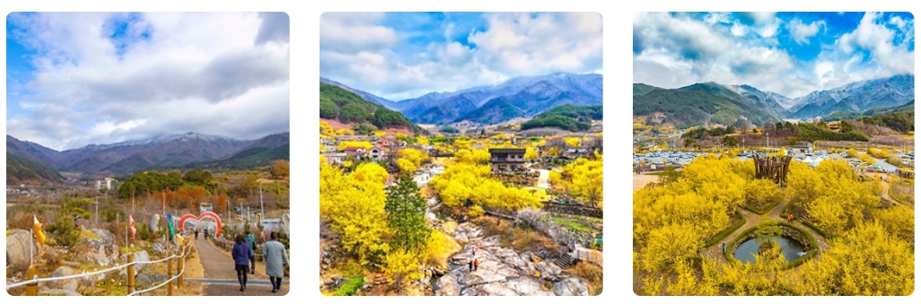 봄꽃 축제 당일여행