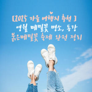 동강 붉은메밀꽃 축제 완전 정리