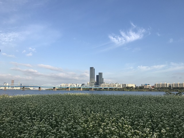 찔레꽃