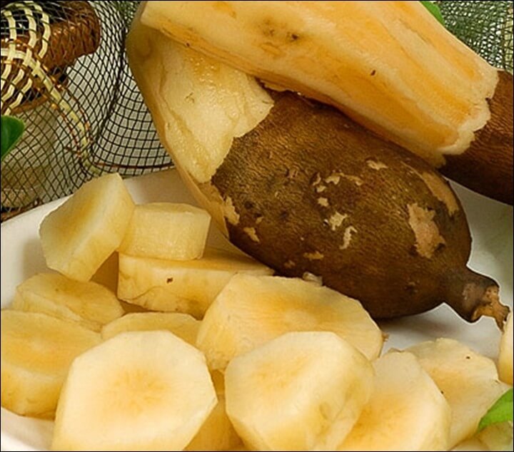 야콘 효능 체력 증진