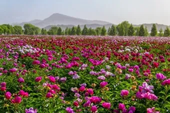 핫들생태공원 합천 산청 진달래축제_45
