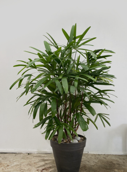 암모니아와 이산화탄소를 흡수하는 공기 정화식물 관음죽