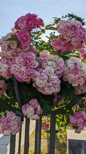 사랑스런 장미송이들