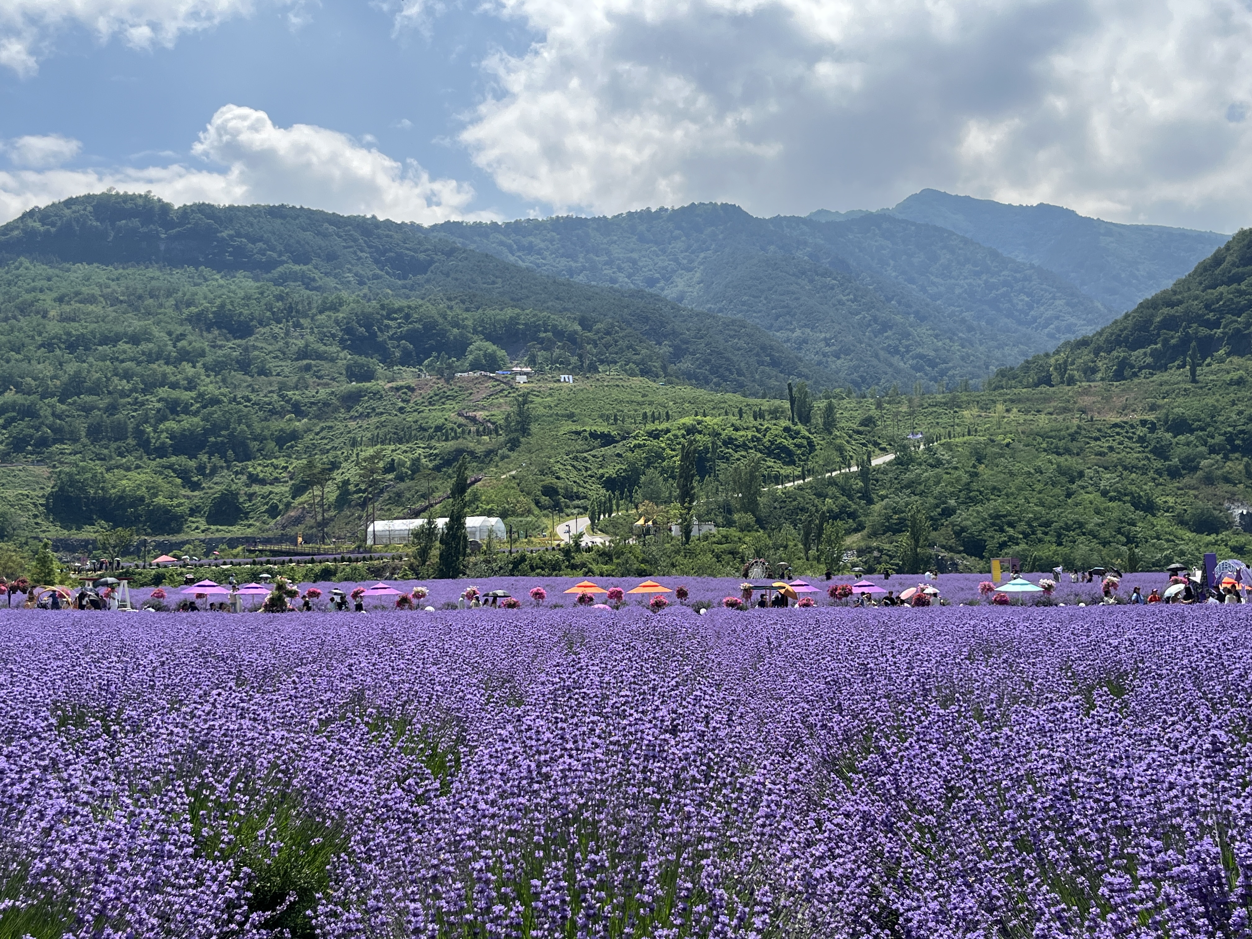 무릉별유천지 라벤더