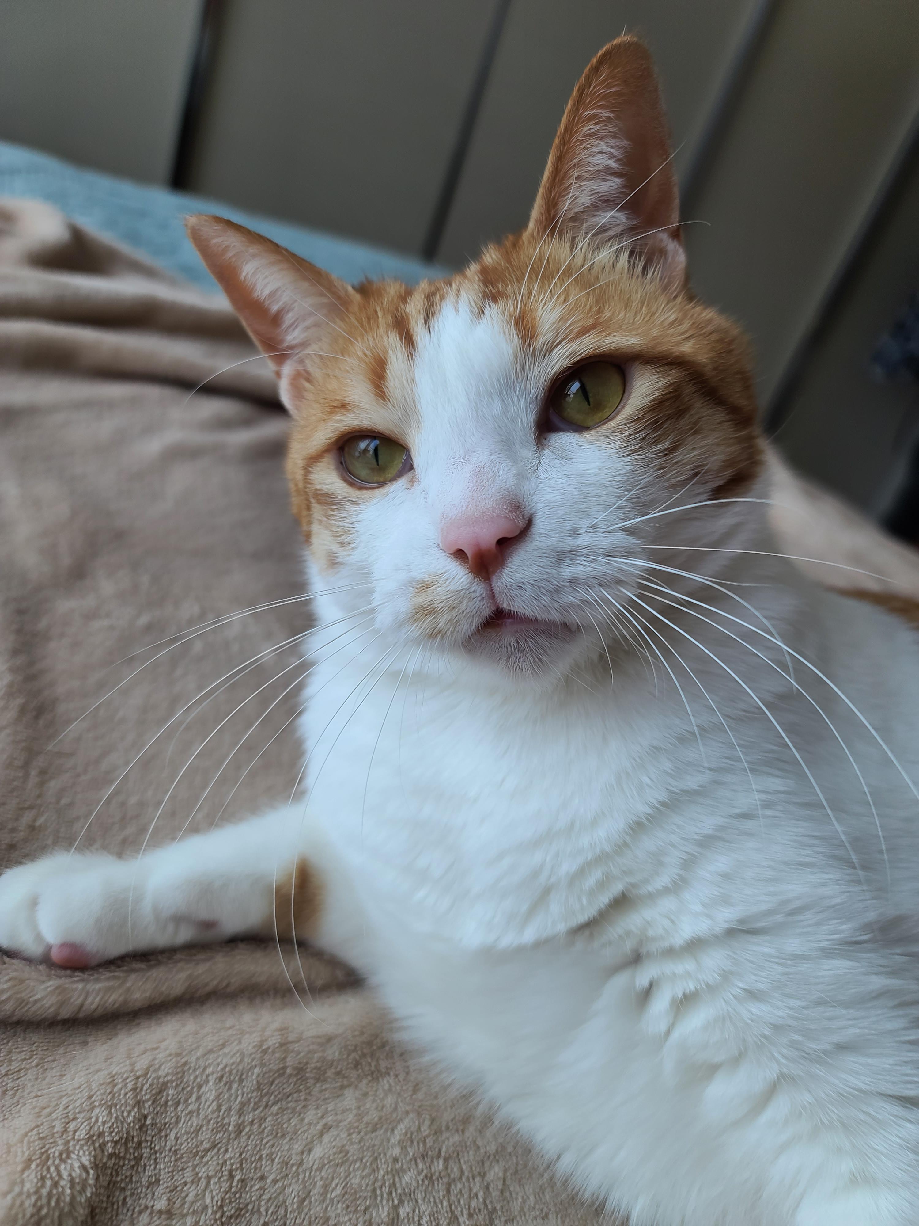 고양이 수염의 역할. 우리집 고양이들의 사냥할때 수염 모양새. 수염발사!! 사진귀여움 주의!