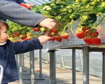 논산딸기축제_21