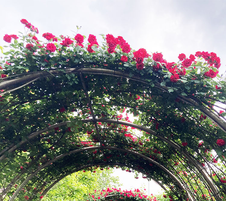 중랑 서울 장미 축제 - 5월 21일 현재 개화 상태