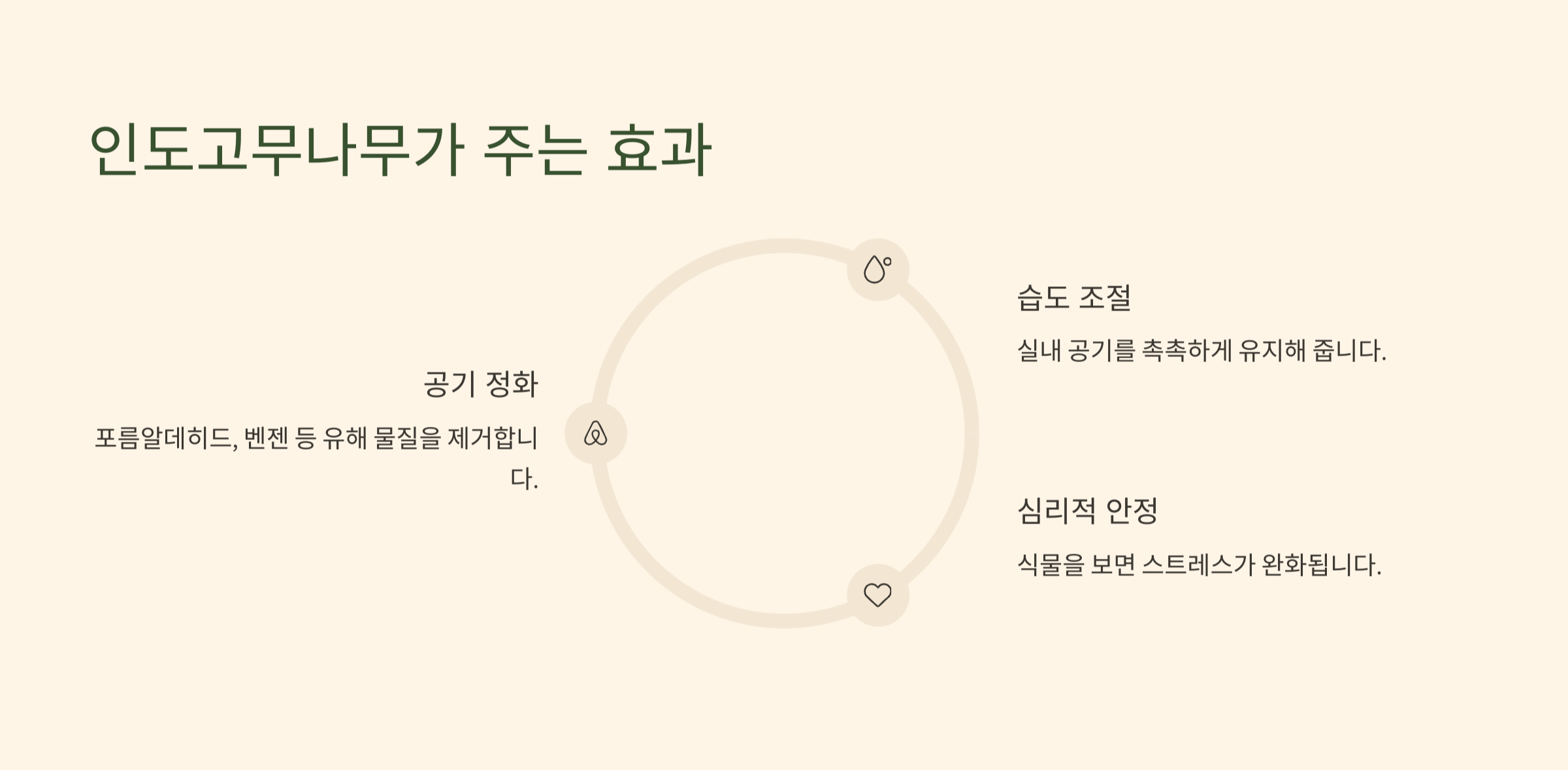 인도고무나무 사진