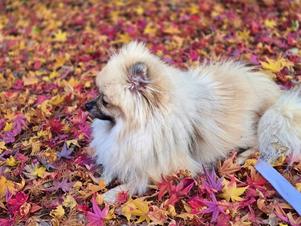 단풍놀이 나온 강아지