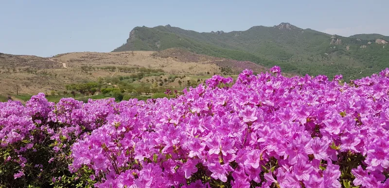 합천 황매산 철쭉