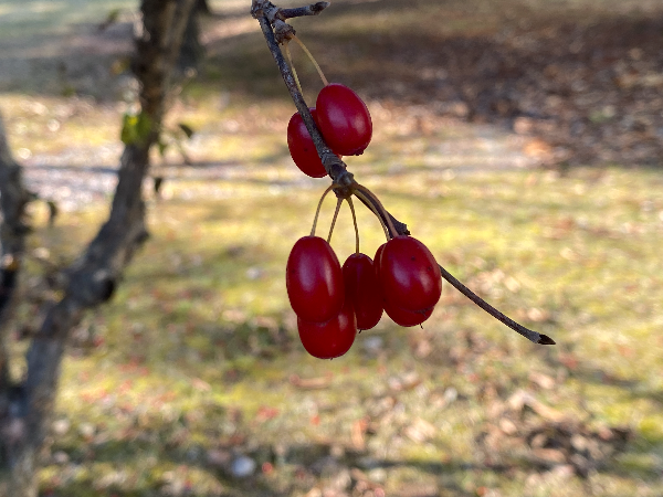 산수유 빨간 열매