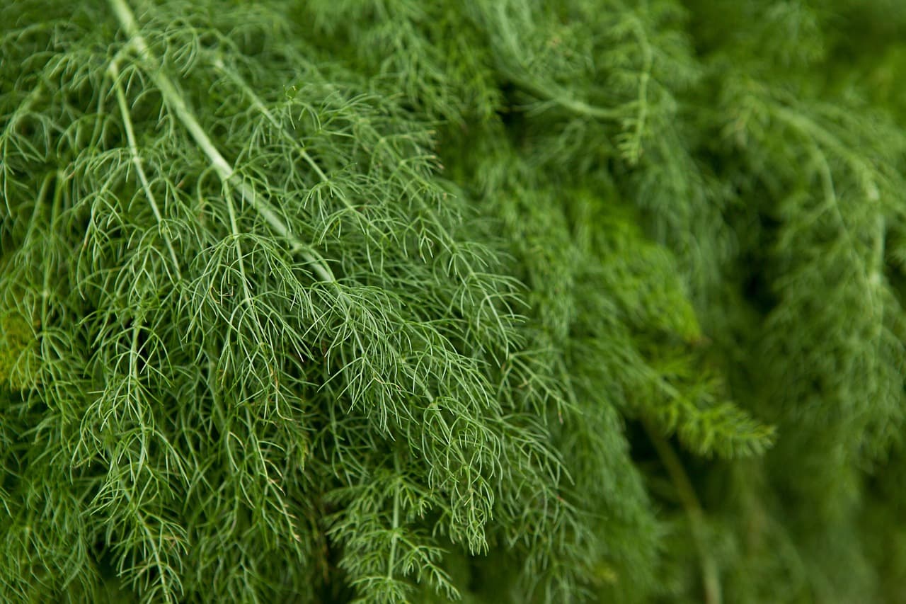 딜(Dill) 재배법: 생선 요리에 딱 맞는 허브