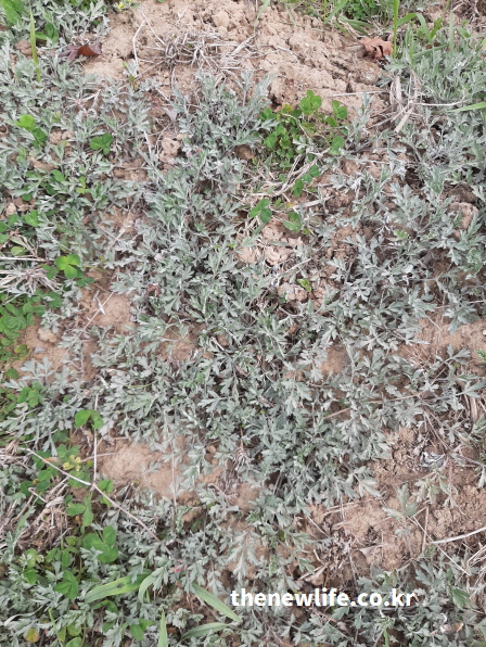 자연 토양 위에 자생하는 회녹색빛 쑥의 실제 사진 – 플라보노이드와 클로로필이 풍부한 쑥의 항산화 효능을 상징하는 모습