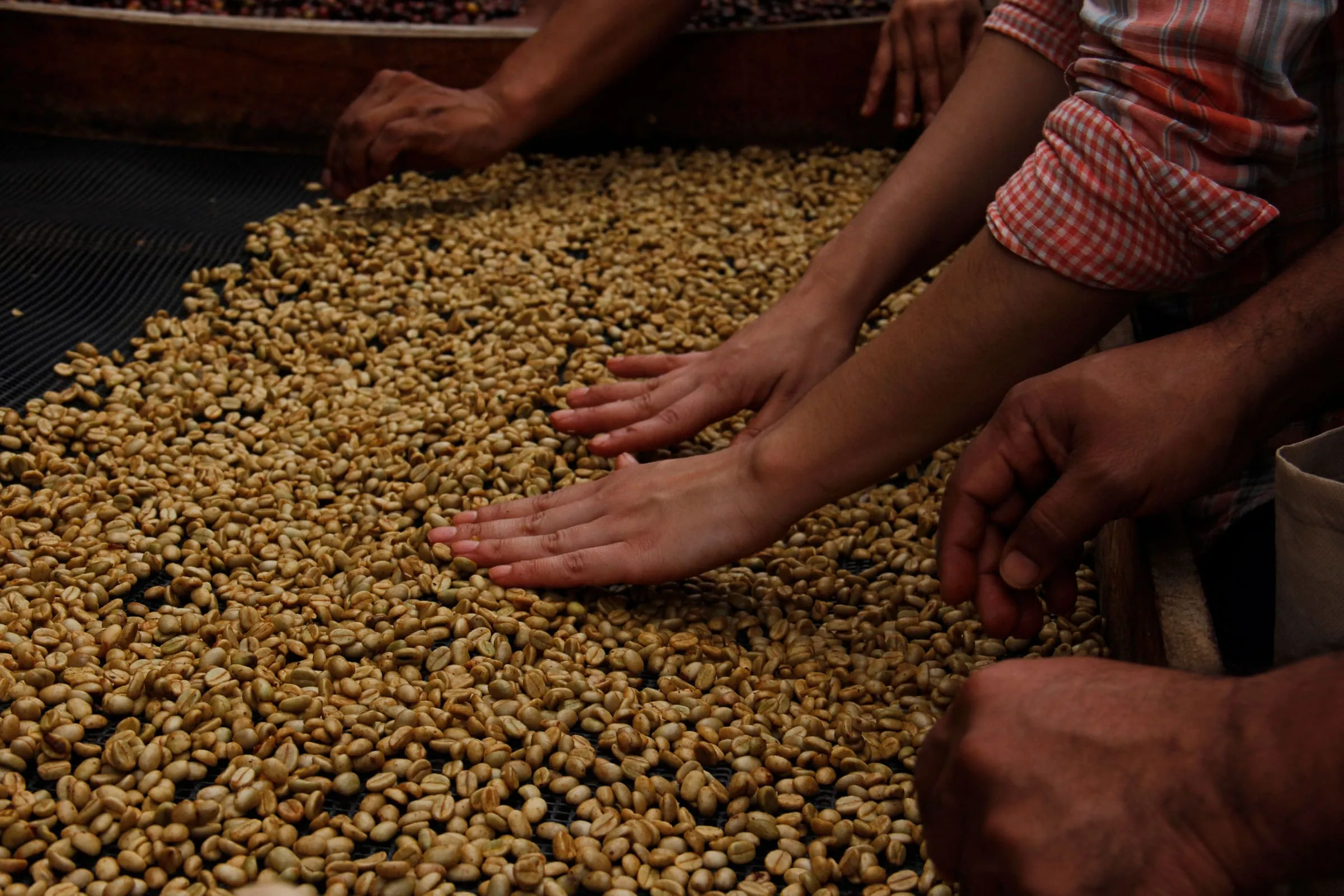 수확 후 처리 세척 건조 예냉 저장 온도 습도 관리_8