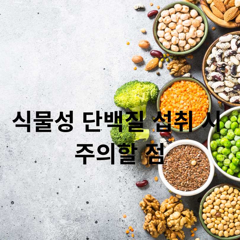 식물성 단백질 식품 총정리