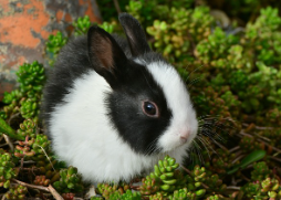 토끼 사료 추천