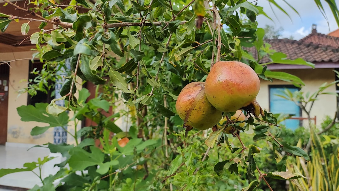 Pomegranate.