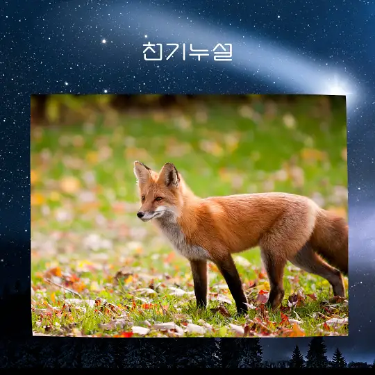 여우가 등장하는 꿈 해몽