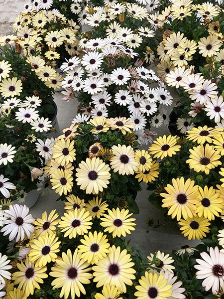 Osteospermum