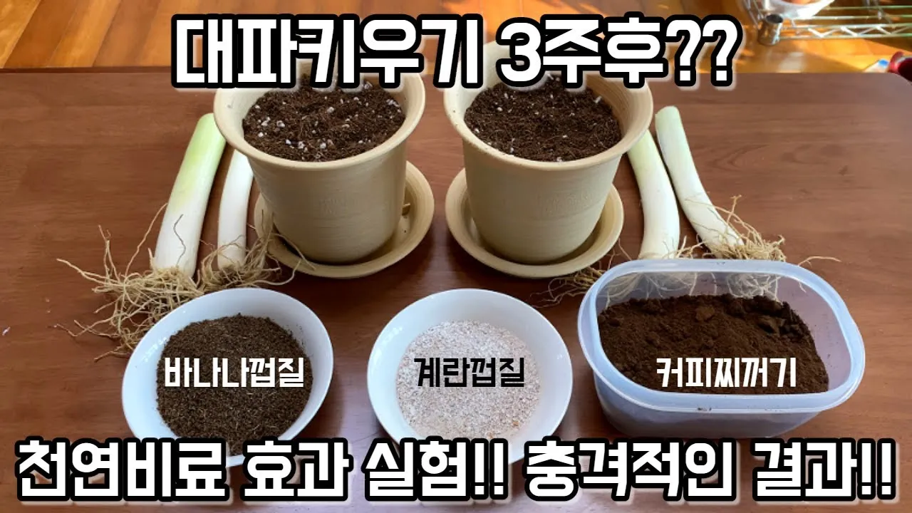 계란껍질 분말 토양개선 칼슘보충 사용요령 초보도 따라하기_1