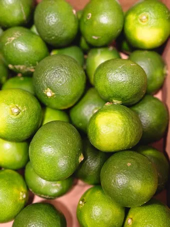 청귤 재배 어린 열매 솎기 착색 관리 저장 팁_31