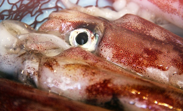 손질되지않은-오징어