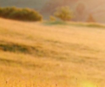 식이섬유가 많은 음식