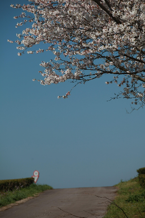 제주숨은벚꽃명소