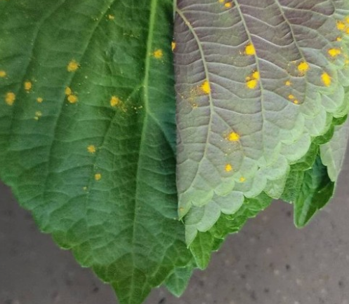 들깨 심는시기(파종시기, 심기방법, 재배방법, 수확하기) 깻잎키우기 총정리!