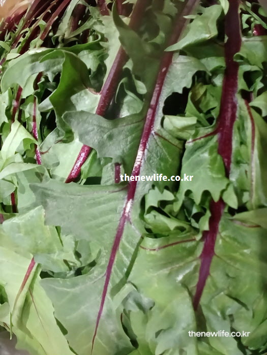 비타민 C 파괴를 막기 위해 생으로 섭취하거나 살짝 데쳐 먹기 적합한 적치커리 실물 사진