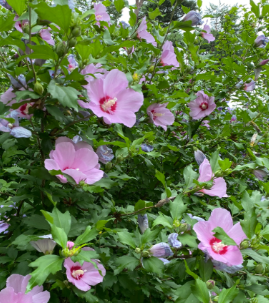 화담숲 예약 모노레일 예약 관람방법