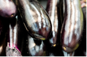 개가 가지(생)를 먹어도 괜찮을까?